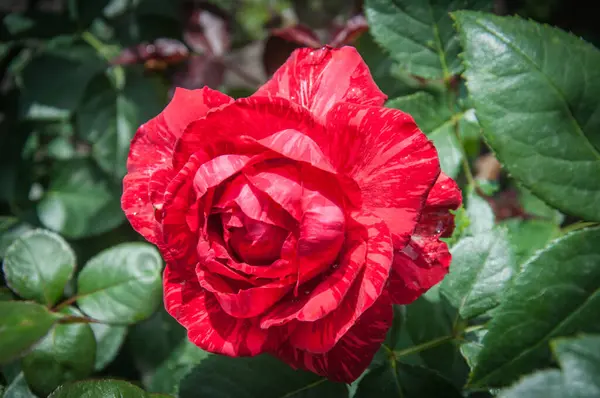 Rose Hagebutten Rosa Gattung Und Kulturform Der Rosengewächse Wildpflanzen Siehe — Stockfoto