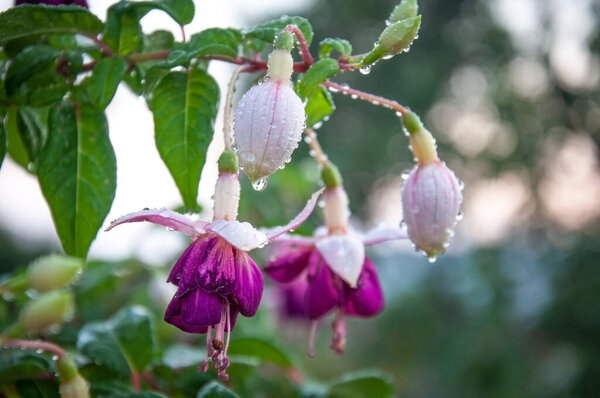 Fuchsia is a genus of perennial plants of the Onagrov family. These are evergreen shrubs with about 100 species in the wild. 