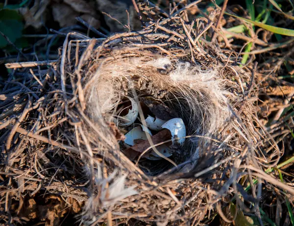 Yavrular yuvadan çıktı, ama sadece kabuklar kaldı..