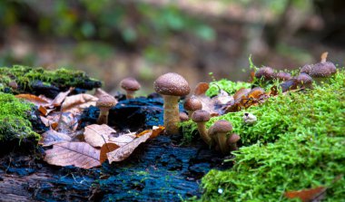 Yenilmez mantarlara genellikle 