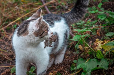 Benekli kedi fareyi avladı. Şimdi de avını bırakmıyor..