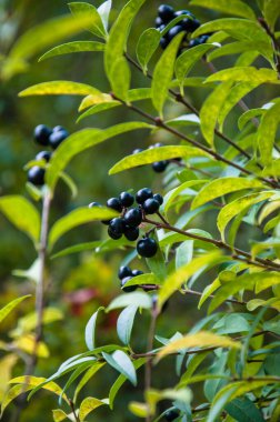 Dallarda siyah frenk üzümü