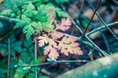 Ormanda yeşil yapraklar