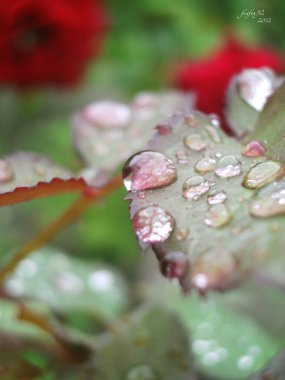 Gül, gül kalçası (Rosa L.) - gül familyasının bitki cinsi ve kültürel formu (yabani bitkiler - bkz..