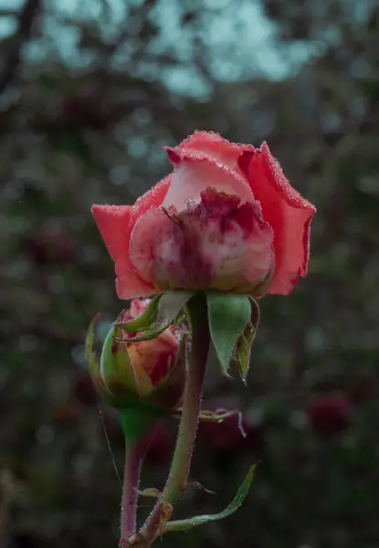 Gül Gül Kalçası Rosa Gül Familyasının Bitki Cinsi Kültürel Formu — Stok fotoğraf