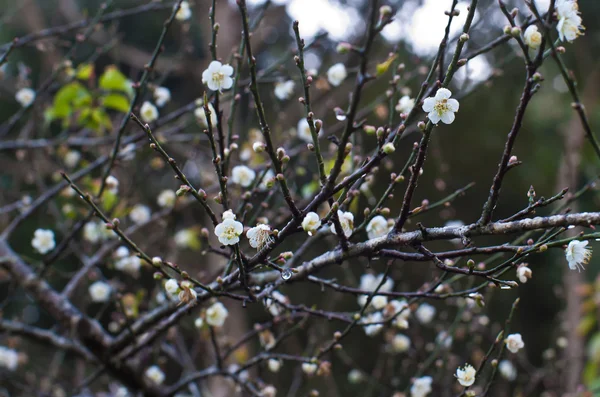 Prunus mume flor no ramo — Fotografia de Stock