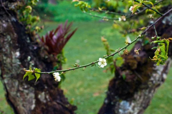 Witte prunus mume bloem — Stockfoto