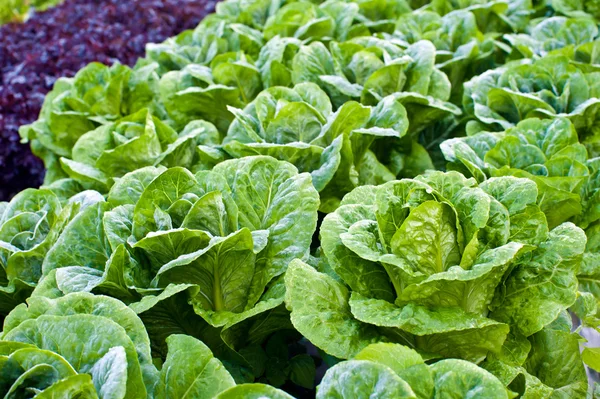 Green kale — Stock Photo, Image