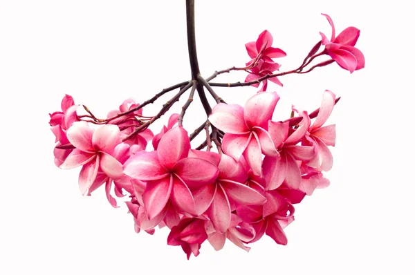 Frangipani bloemen geïsoleerd — Stockfoto