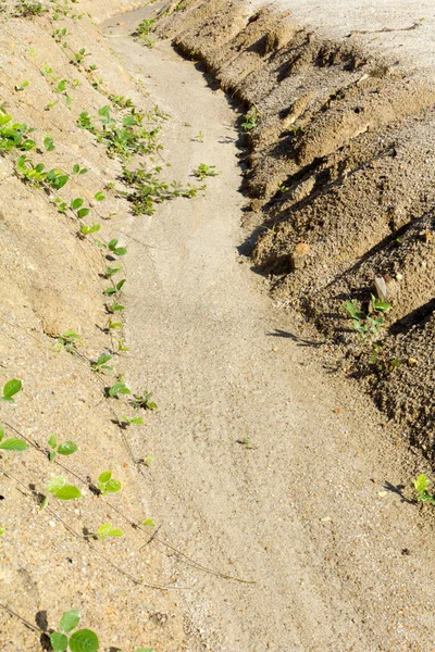 Bodenerosion zu Überweidung führt — Stockfoto