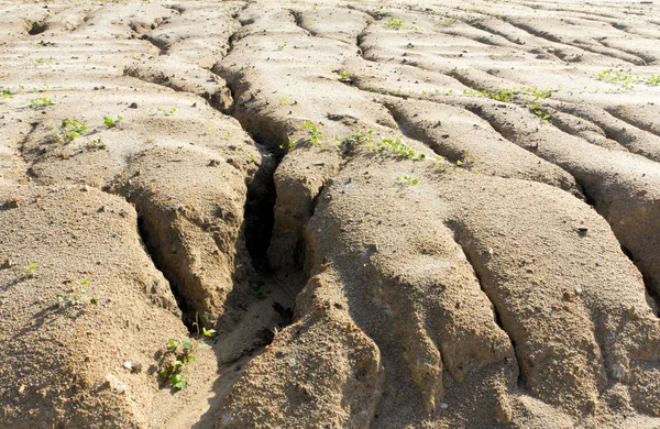 Soil erosion to overgrazing leading — Stock Photo, Image