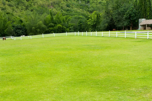 at çit ve yeşil çimen