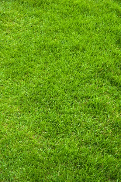 Färsk vår grönt gräs Stockbild