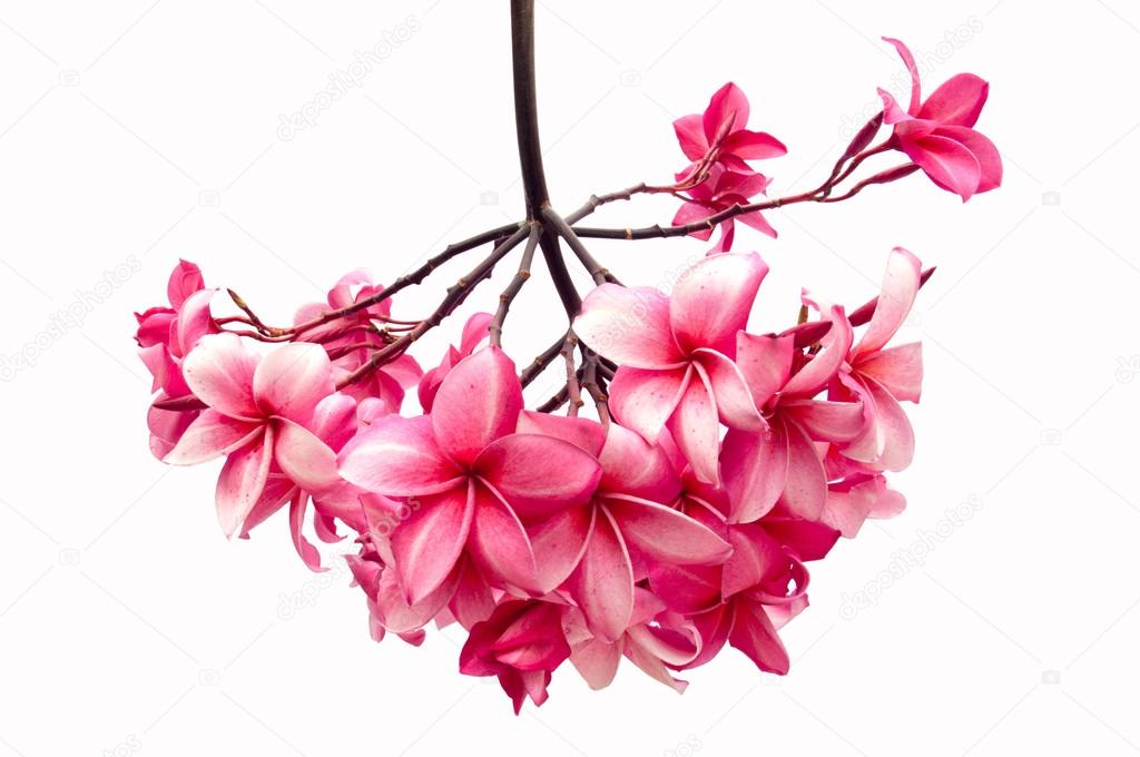 frangipani flowers isolated