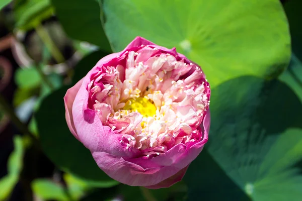 Afbeelding van een lotusbloem — Stockfoto