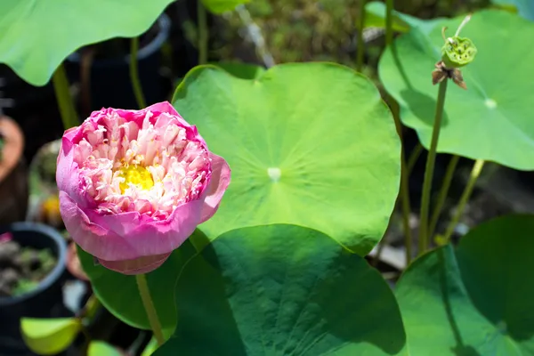 Imagen de una flor de loto — Foto de Stock