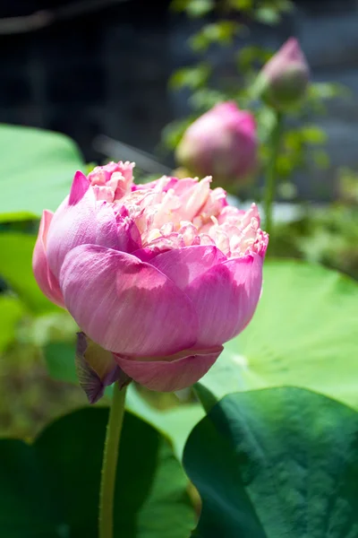 Imagen de una flor de loto — Foto de Stock