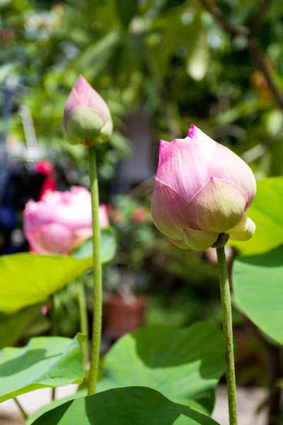 Изображение цветка лотоса — стоковое фото