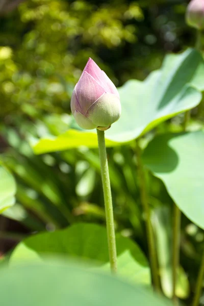 Изображение цветка лотоса — стоковое фото