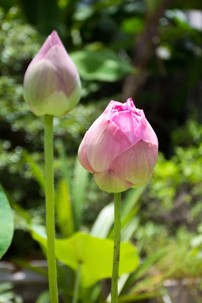 Imagen de una flor de loto — Foto de Stock