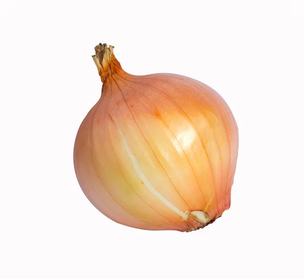 Ripe onion on a white background — Stock Photo, Image