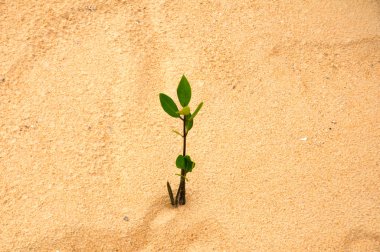 Young green plant growing on white sand beach. clipart