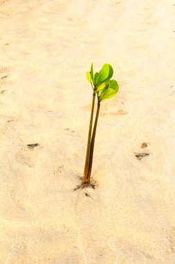 beyaz kum plajı üzerinde büyüyen genç yeşil bitki.