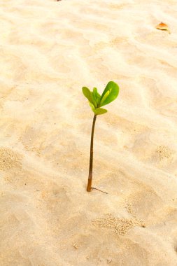beyaz kum plajı üzerinde büyüyen genç yeşil bitki.