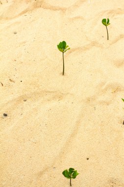 beyaz kum plajı üzerinde büyüyen genç yeşil bitki.