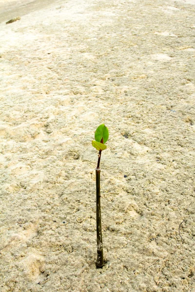 Young green plant growing on white sand beach. — Stock Photo, Image