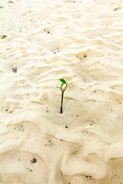 Fiatal zöld növény fehér homokos strand. — Stock Fotó
