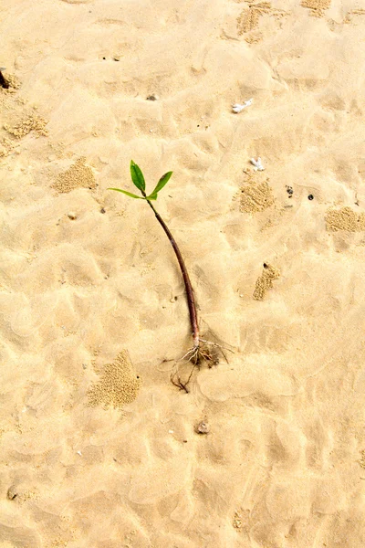 Fiatal zöld növény fehér homokos strand. — Stock Fotó