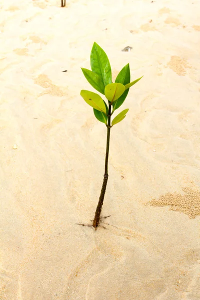 Young green plant growing on white sand beach. — Stock Photo, Image