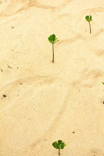 Junge grüne Pflanze wächst am weißen Sandstrand. — Stockfoto