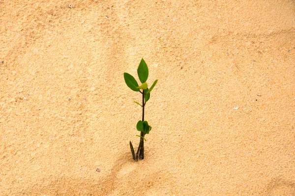 白い砂のビーチに成長している若い緑の植物. ストック写真