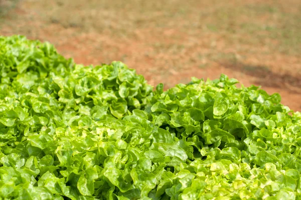 Fresh Salad Lettuce — Stock Photo, Image