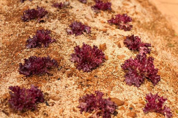 Bahçede büyüyen kırmızı marul — Stok fotoğraf
