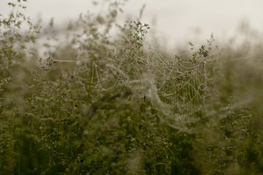 Çimenlerdeki örümcek ağı