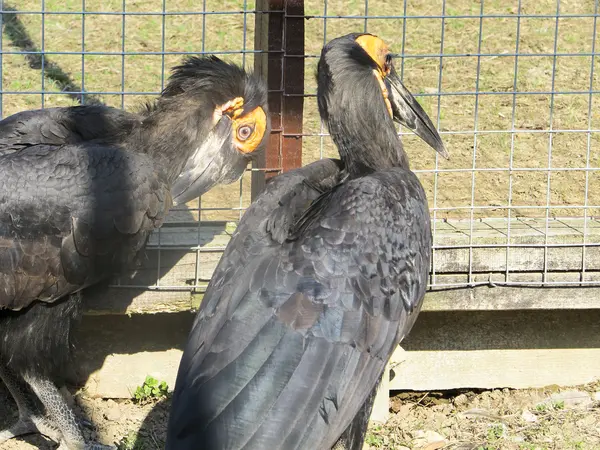 Birds at the zoo — Stock Photo, Image