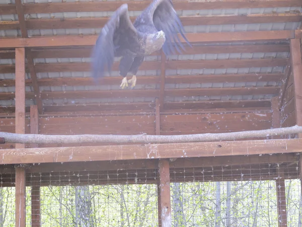 Birds at the zoo — Stock Photo, Image