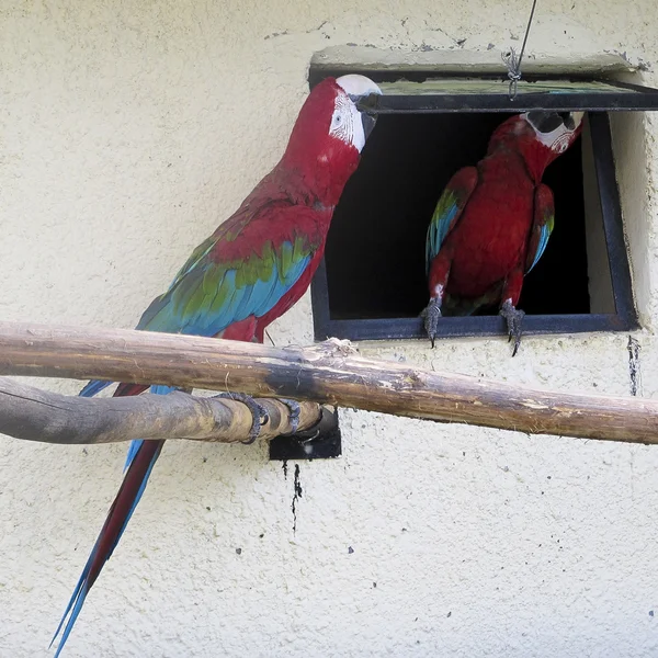 Parrot — Stock Photo, Image