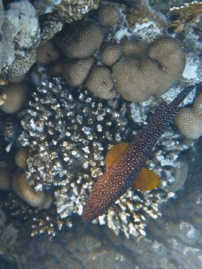 kızıl denizde balık