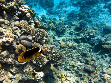 kızıl denizde balık