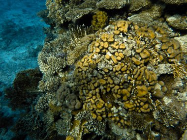 kızıl denizde balık