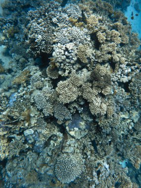 red Sea coralreef