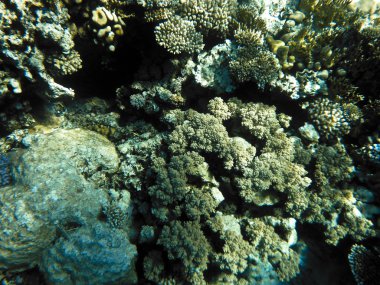 red Sea coralreef