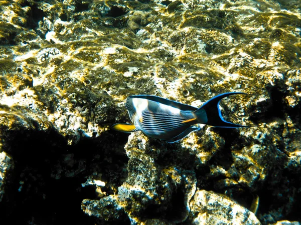 Peces en el Mar Rojo — Foto de Stock