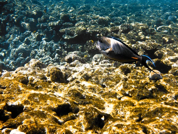 Peces en el Mar Rojo — Foto de Stock