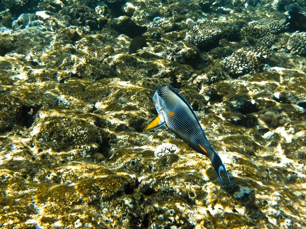 Fisch im roten Meer — Stockfoto