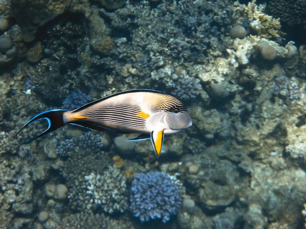 Fish in Red Sea — Stock Photo, Image